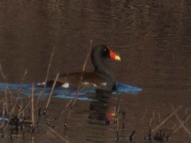 Common Gallinule - 4/29/2015, SGL 252 © David Brown