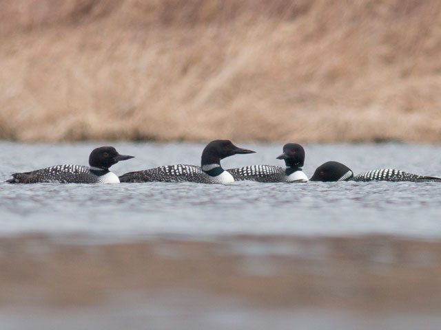 Common Loon - 4/5/2014, Rose Valley Lake © David Brown