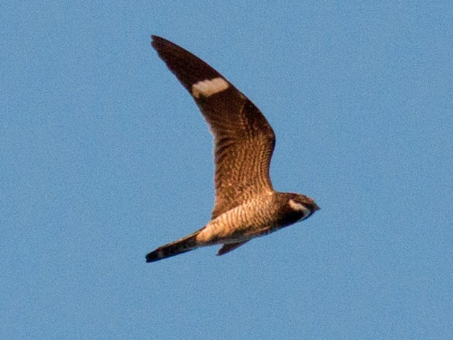 Common Nighthawk - 8/28/2015, Williamsport Dam © David Brown