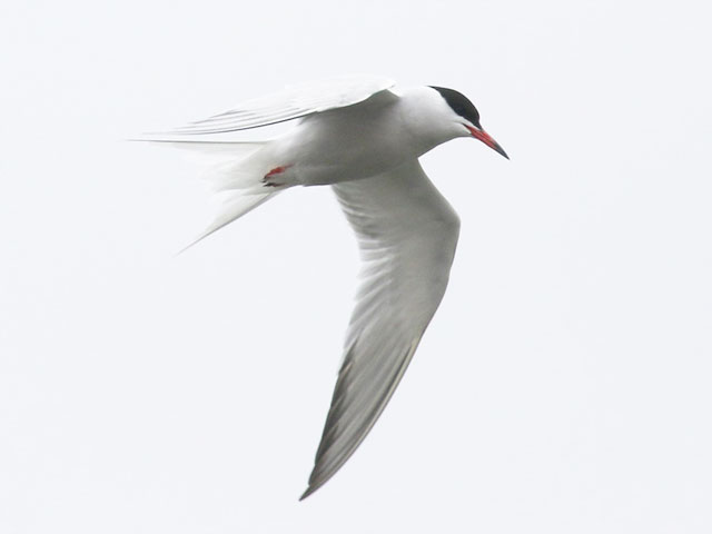 Common Tern - 4/19/2018, Rose Valley Lake © Bobby Brown
