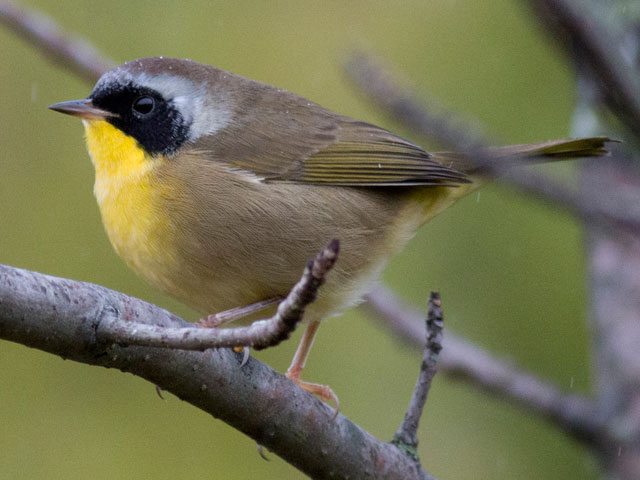 Common Yellowthroat - 9/30/2016, Canfield Island © David Brown