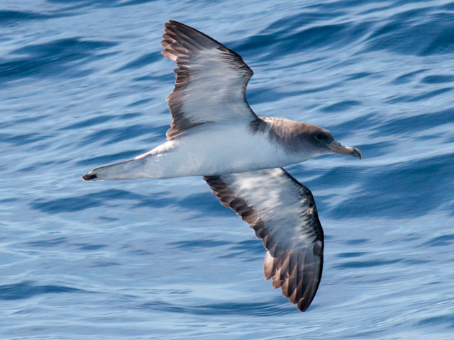 Cory's Shearwater - 9/18/2016, Atlantic Ocean (NJ waters) © David Brown