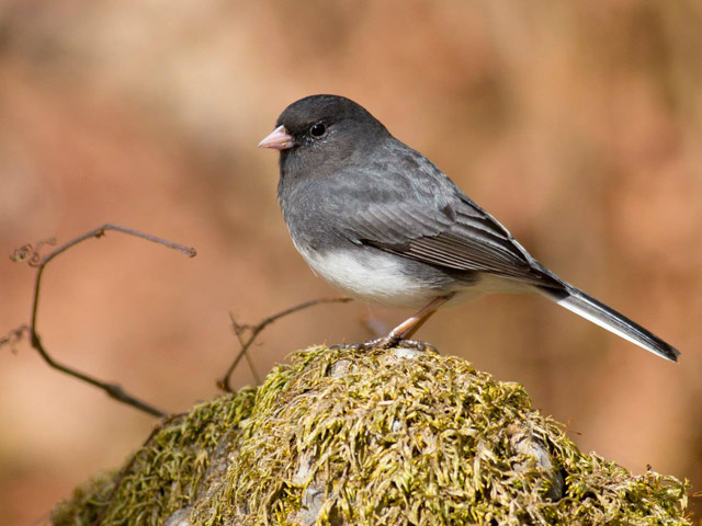 Dark-eyed Junco - 4/2/2015, Williamsport Water Authority © David Brown