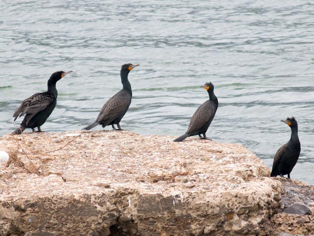 Double-crested Cormorant - 3/30/2015, Williamsport Dam © David Brown