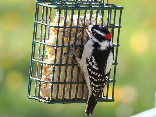 Downy Woodpecker - 11/12/2016, Montoursville © Bobby Brown