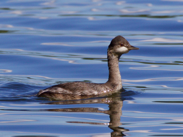 Eared Grebe - 9/12/2016, Rose Valley Lake © Bill Snyder