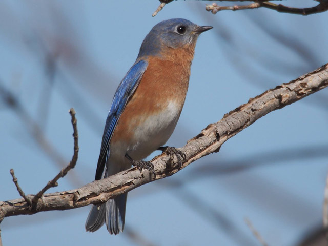 Eastern Bluebird - 5/7/2016, South Williamsport Park © Bobby Brown
