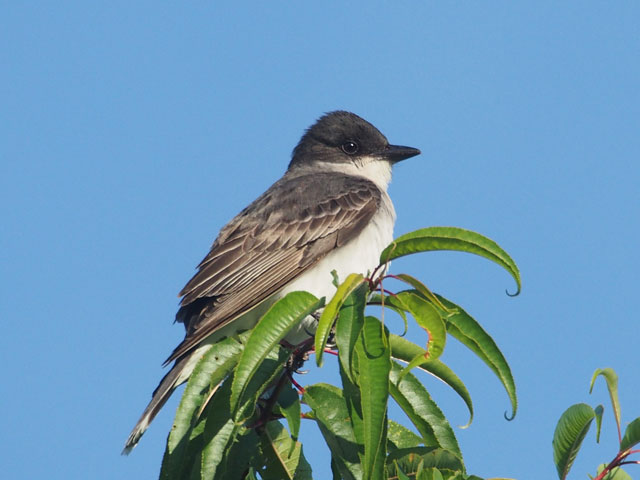 Eastern Kingbird - 7/3/2016, Rose Valley Lake © Bobby Brown