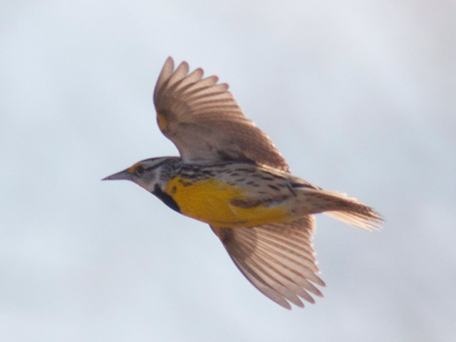 Eastern Meadowlark - 3/12/2016, Mill St. © David Brown