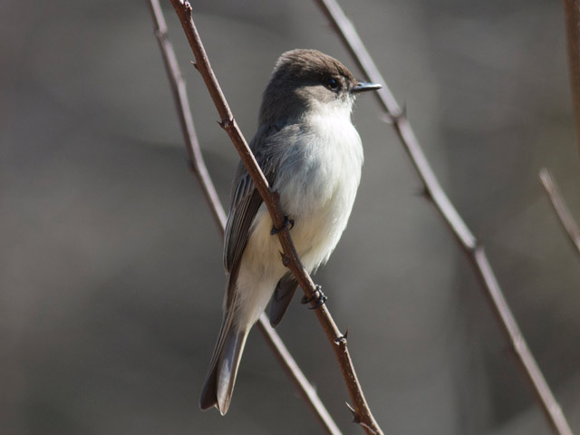 Eastern Phoebe - 4/12/2016, Trout Run Park © David Brown
