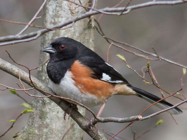Eastern Towhee - 5/4/2014, Williamsport Water Authority © David Brown
