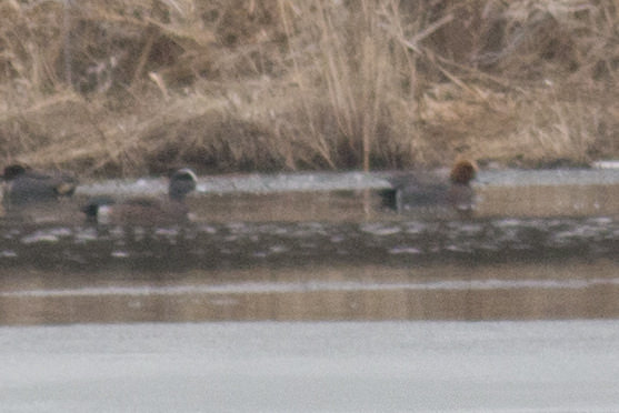 Eurasian Wigeon with American Wigeon and Green-winged Teal - 4/4/2014, Rose Valley Lake © David Brown