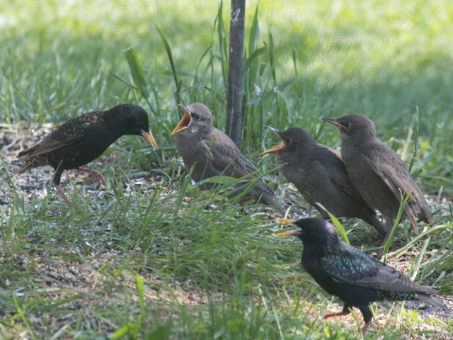 European Starlings - 5/25/2016, Montoursville © David Brown
