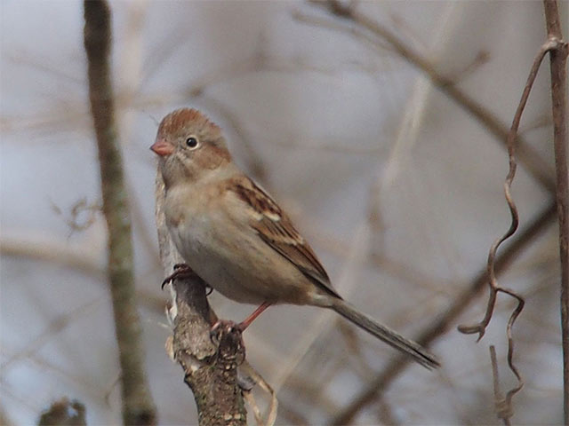 Field Sparrow - 2/24/2017, SGL 252 © Bobby Brown