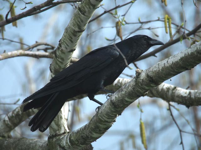 Fish Crow - 4/11/2017, Montoursville © Bobby Brown