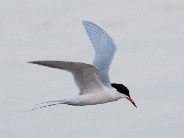Forster's Tern - 4/11/2015, Williamsport Dam © David Brown