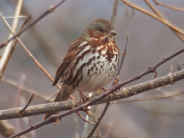 Fox Sparrow - 2/27/2017, South Williamsport Community Park © Bobby Brown