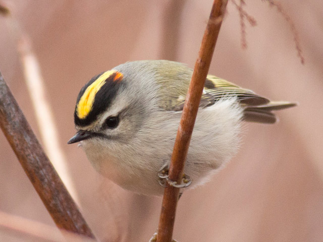 Golden-crowned Kinglet - 12/22/2014, Williamsport Dam © David Brown