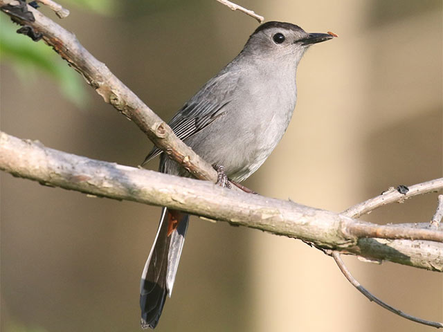 Gray Catbird - 5/8/2018, Canfield Island © Bobby Brown