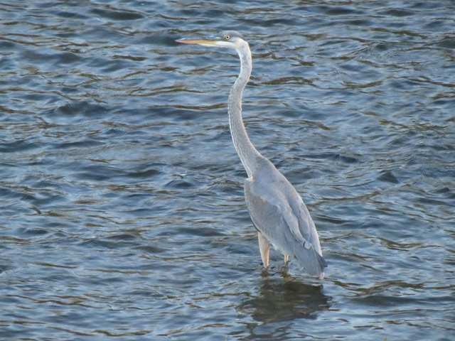 Great Blue Heron - 10/23/2015, Williamsport Dam © Bobby Brown