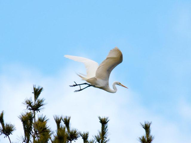 Great Egret - April 2014, Rose Valley Lake © David Brown