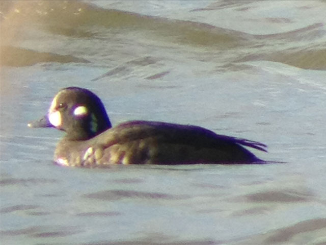 Harlequin Duck - 12/20/2011, Williamsport Dam © Nate Fronk