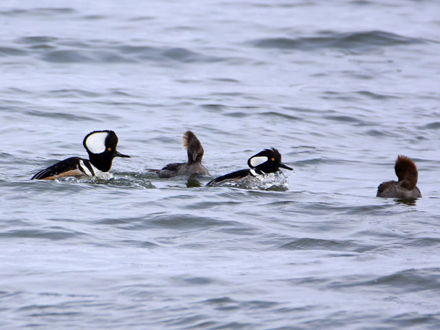 Hooded Mergansers - 3/11/2017, Rose Valley Lake © Judi Pinkerton