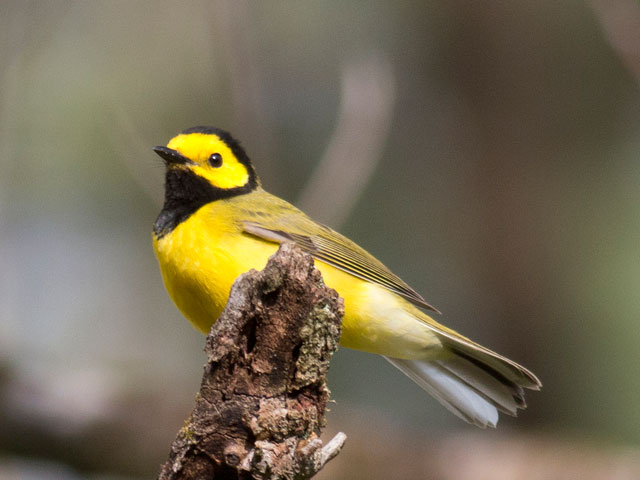 Hooded Warbler - 5/4/2014, Williamsport Water Authority © David Brown