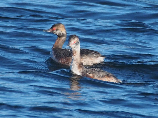 Horned Grebe - 4/8/2017, Rose Valley Lake © Bobby Brown