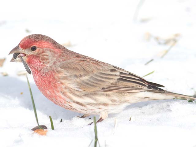House Finch - 12/15/2016, Montoursville © David Brown