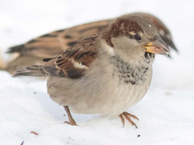 House Sparrow - 12/15/2016, Montoursville © David Brown