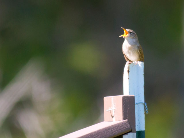 House Wren - 5/25/2014, Glacier Pools Preserve © David Brown