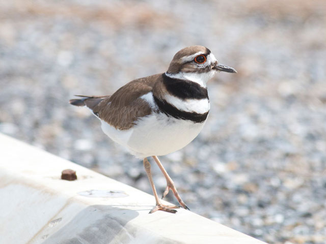 Killdeer - 3/28/2016, Williamsport Dam © David Brown