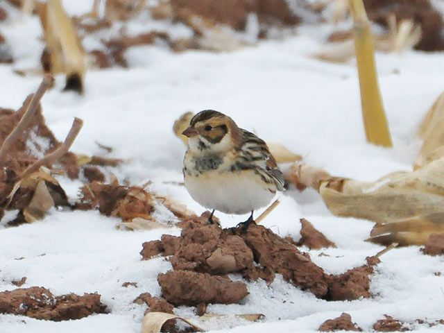 Lapland Longspur - 12/17/2017, Cogan House Twp. © Steve Pinkerton