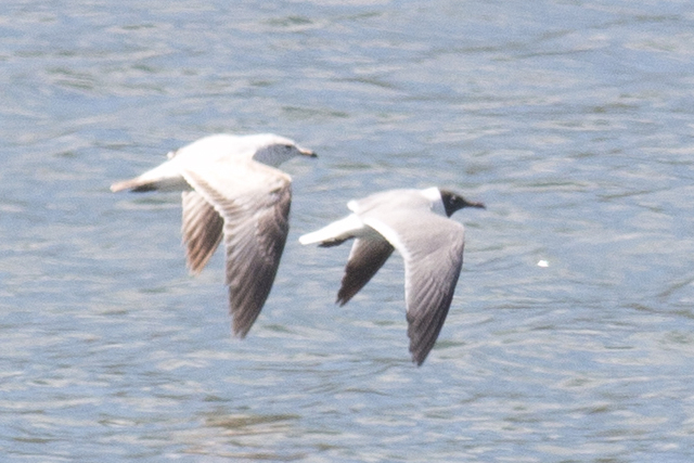 Laughing Gull - 5/8/2016, Williamsport Dam © David Brown