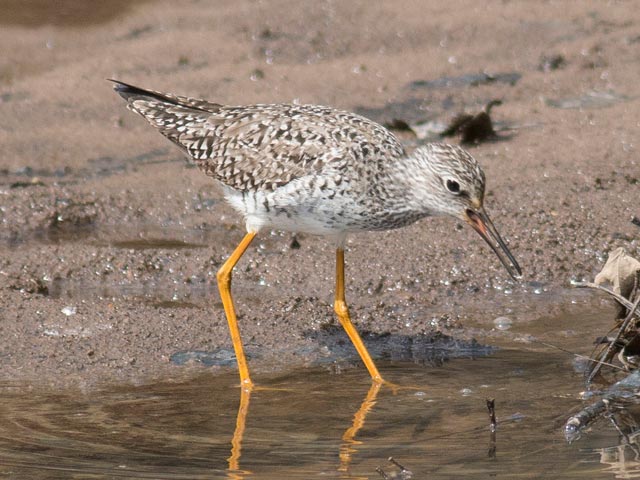 Lesser Yellowlegs - 5/1/2014, Canfield Island © David Brown