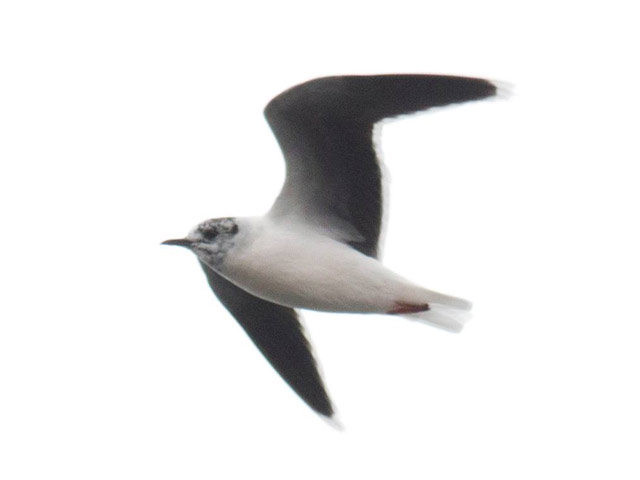 Little Gull - 4/17/2015, Rose Valley Lake © David Brown