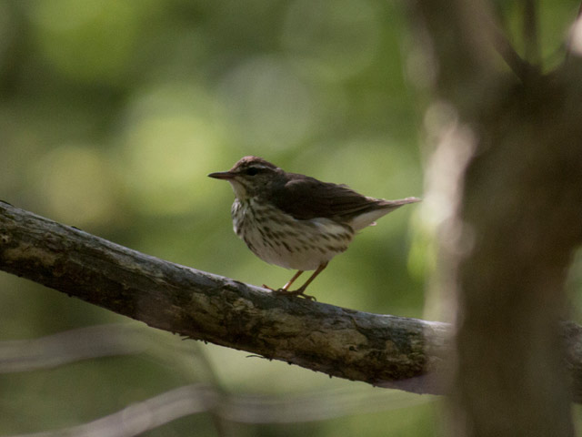 Louisiana Waterthrush - 5/9/2016, Mill St. © David Brown