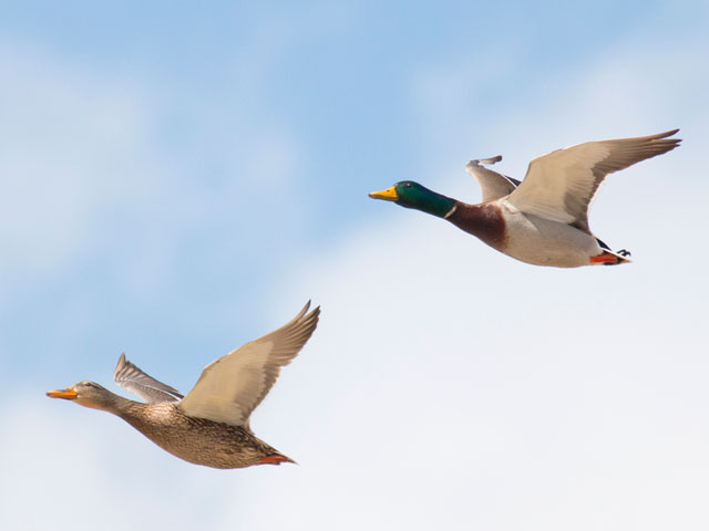 Mallards - 3/15/2014, Williamsport Dam © David Brown