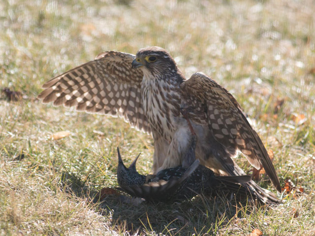 Merlin - 2/26/2016, Montoursville © David Brown