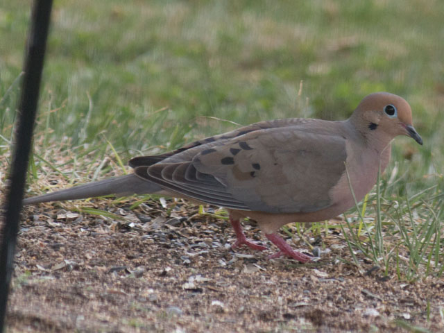 Mourning Dove - 7/28/2016, Montoursville © David Brown