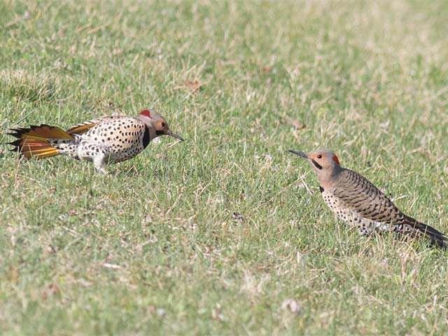 Northern Flickers - 4/10/2017, Williamsport Dam © David Brown