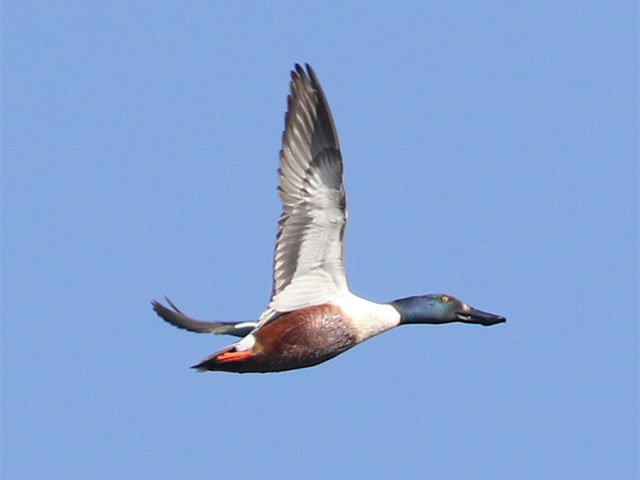 Northern Shoveler - 4/8/2018, SGL 252 © Bobby Brown