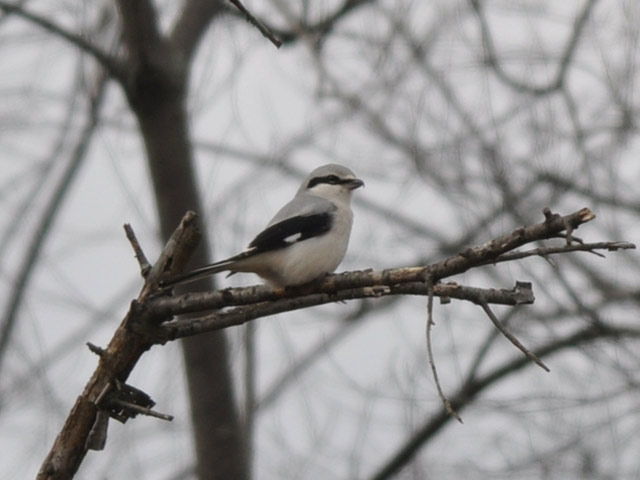 Northern Shrike - 12/19/2014, Rose Valley Lake © Steve Pinkerton