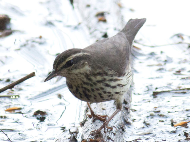 Northern Waterthrush - 5/7/2015, Muncy Boat Launch © David Brown
