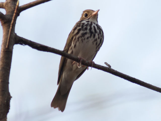 Ovenbird - 5/5/2015, Glacier Pools Preserve © David Brown