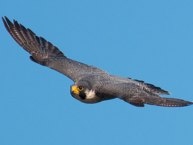 Peregrine Falcon - 6/27/2014, Muncy Boat Launch © David Brown