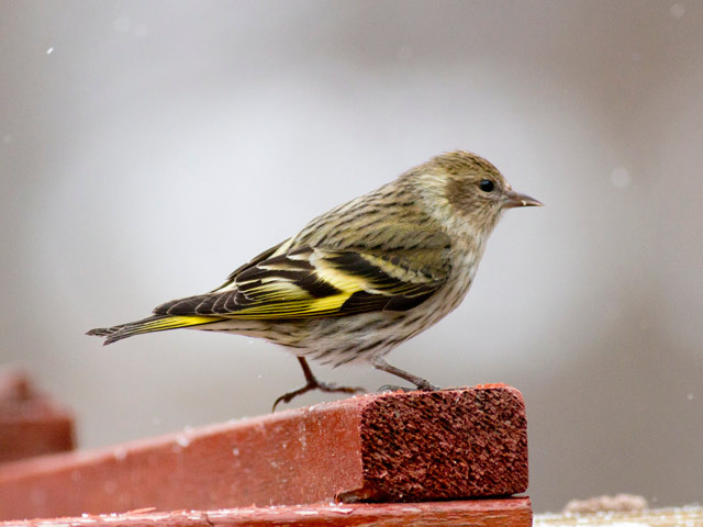 Pine Siskin - 2/14/2015, Pennsdale © David Brown