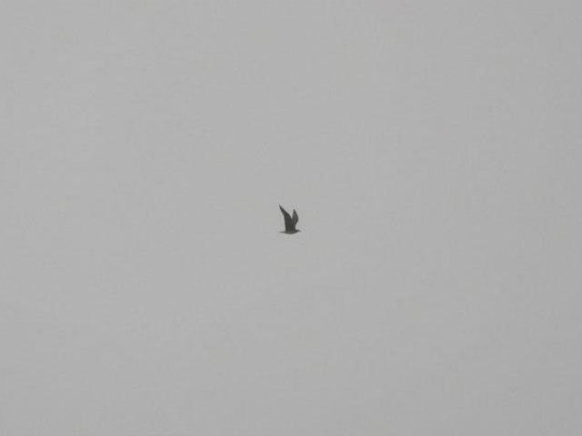 (Putative) Pomarine Jaeger - 10/30/2012, Rose Valley Lake © Steve Pinkerton