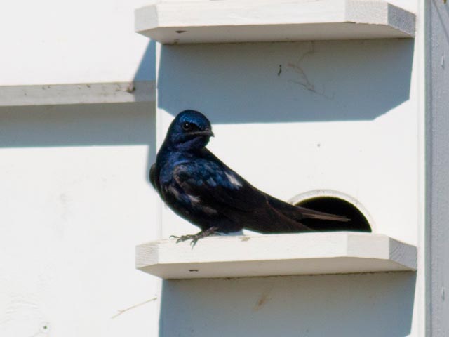 Purple Martin - 4/20/2014, County Farm Conservation Trail © David Brown